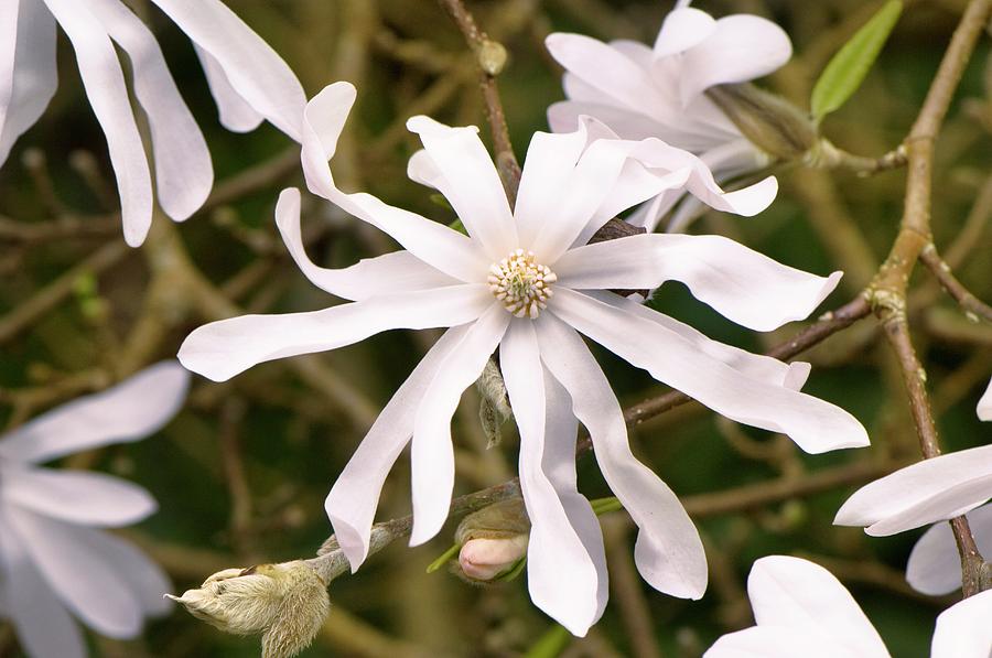 Magnolia Stellata 'rosea' Photograph by Adrian Thomas/science Photo ...
