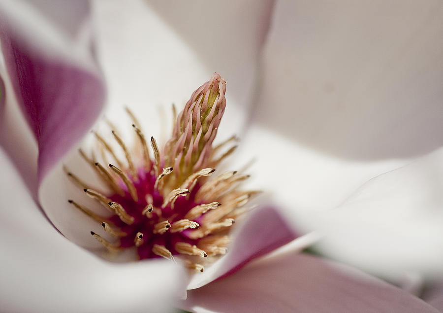 Magnolia Photograph by Steven Ralser