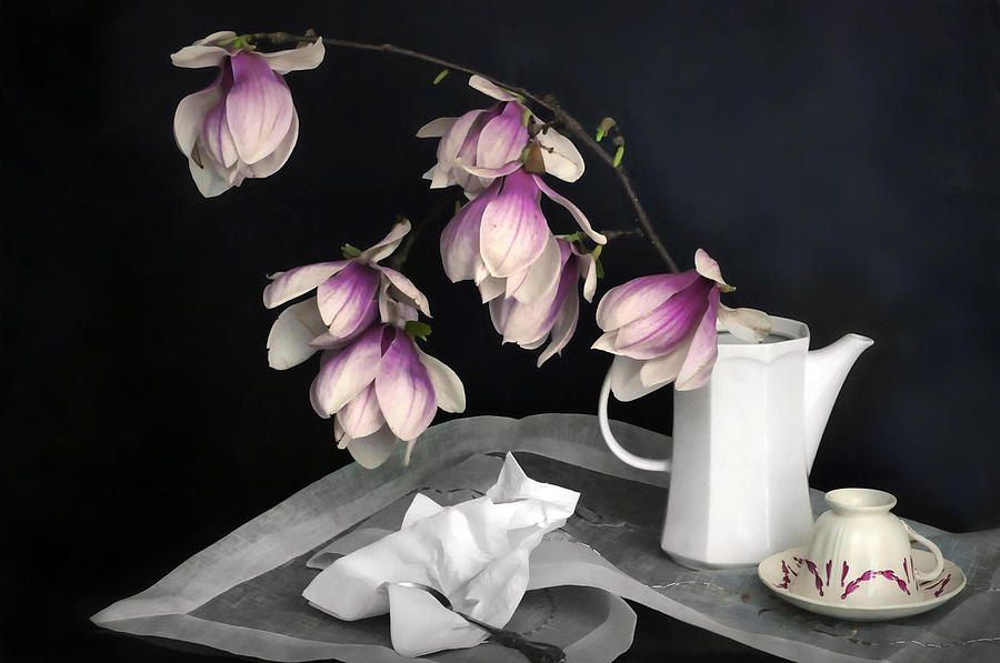 Magnolia Still Photograph by Diana Angstadt