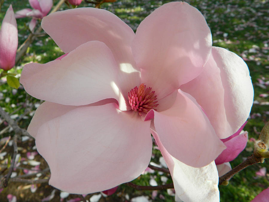 Flower Photograph - Magnolia Surprise by Emmy Marie Vickers