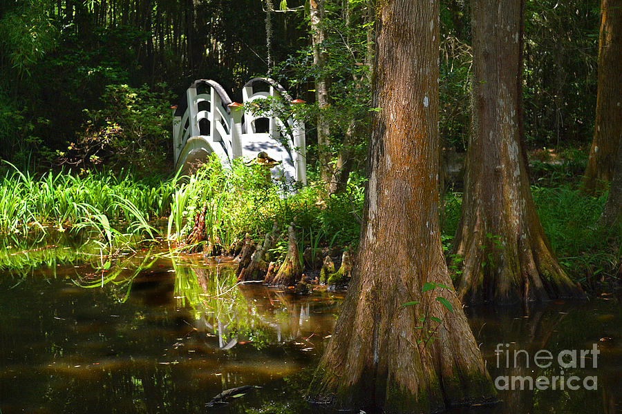Magnolia Swamp Bridge Photograph by Amy Lucid