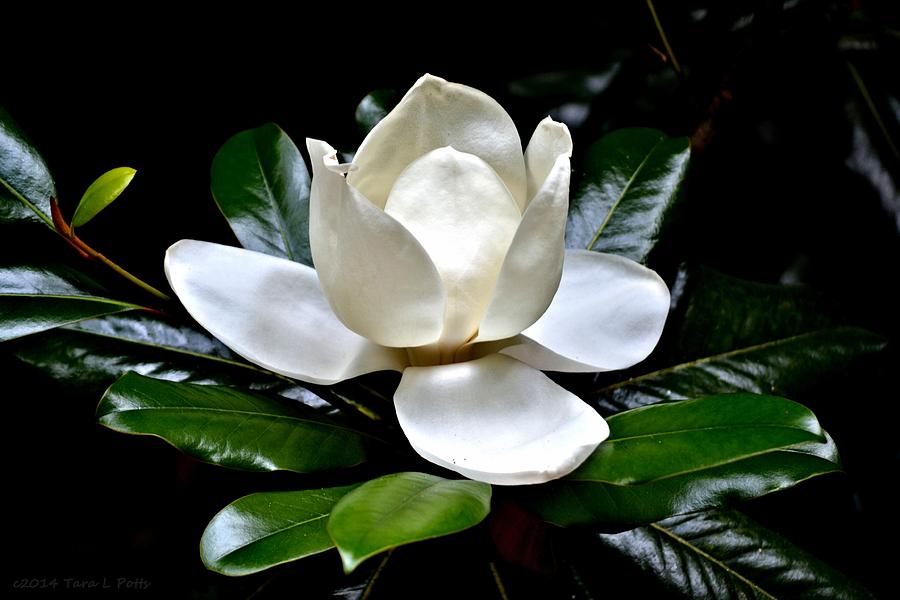 Magnolia Photograph by Tara Potts