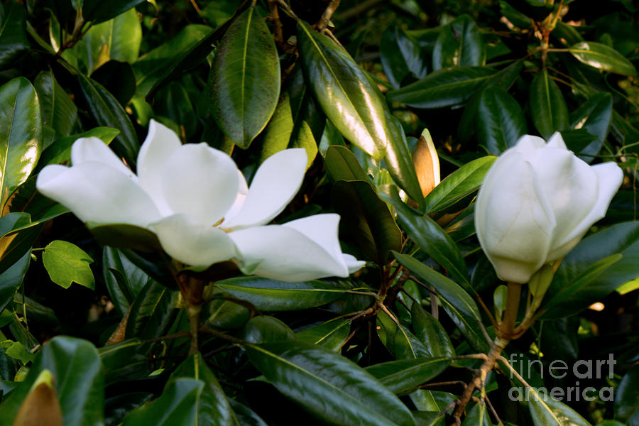Magnolia Times Two Photograph by Sandra Clark