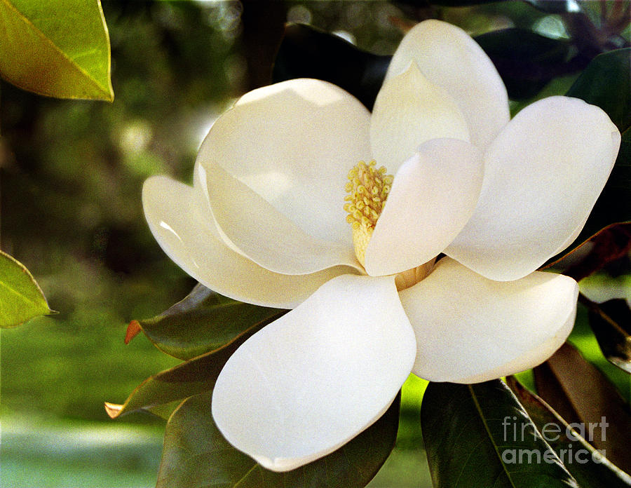 Magnolia  Photograph by Tom Brickhouse
