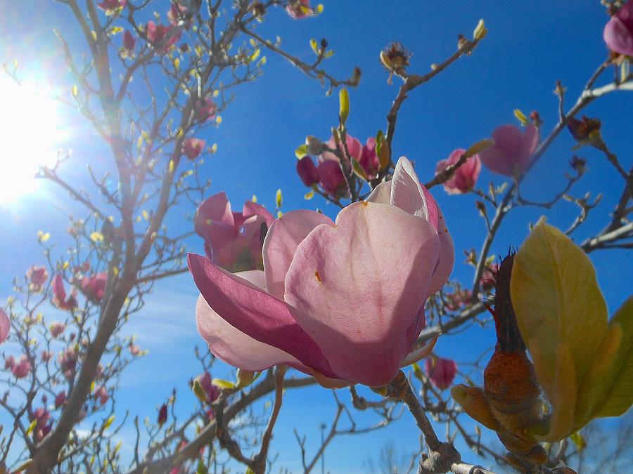 Magnolia Tree 1 Photograph by John Norman Stewart | Fine Art America