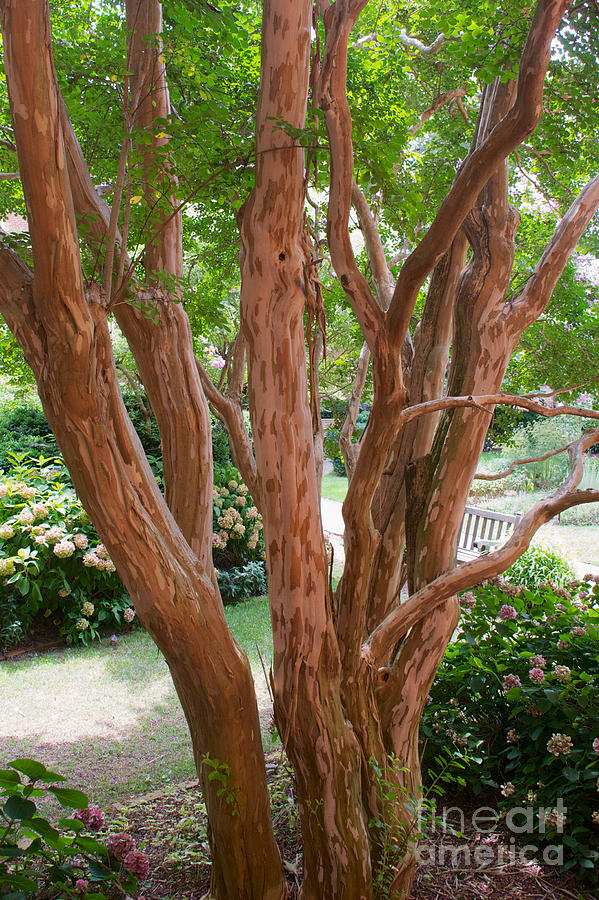 Magnolia Tree Bark Photograph by Mark Dodd