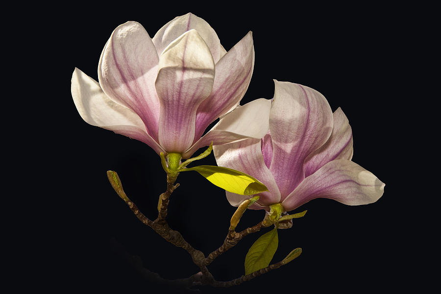 Magnolia Tree Blossoms No. 040 Photograph by Randall Nyhof