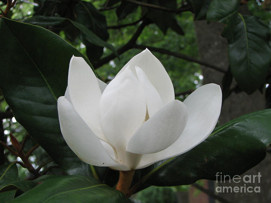 Magnolia tree Photograph by Connie Mueller - Fine Art America