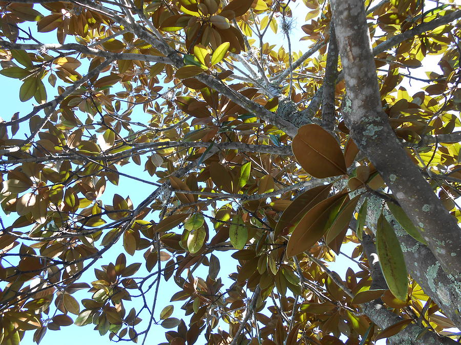 Magnolia Tree in Fall Photograph by Kara Lakey | Fine Art America