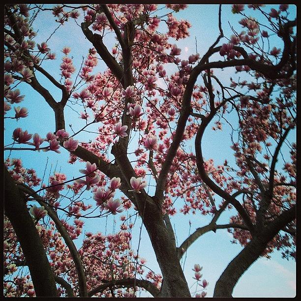Magnolia Movie Photograph - #magnolia Tree In #montclair, #newjersey by Teresa Delcorso