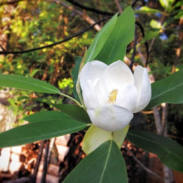 Magnolia Tree Is Blooming #pictapgo Photograph by Diana Daley