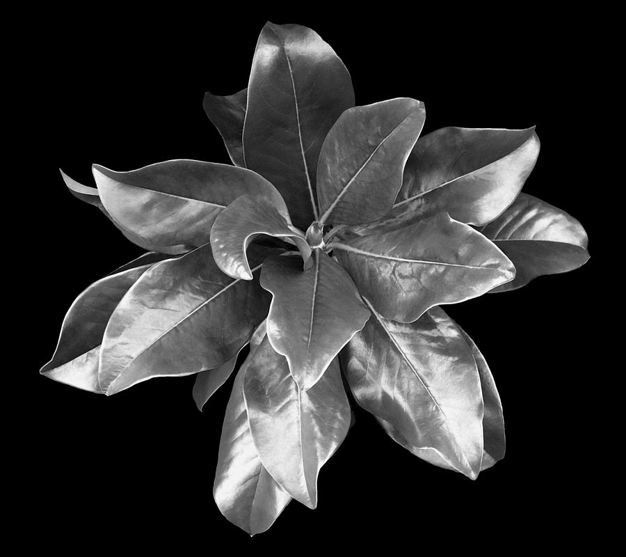 Magnolia Tree Leaves Photograph