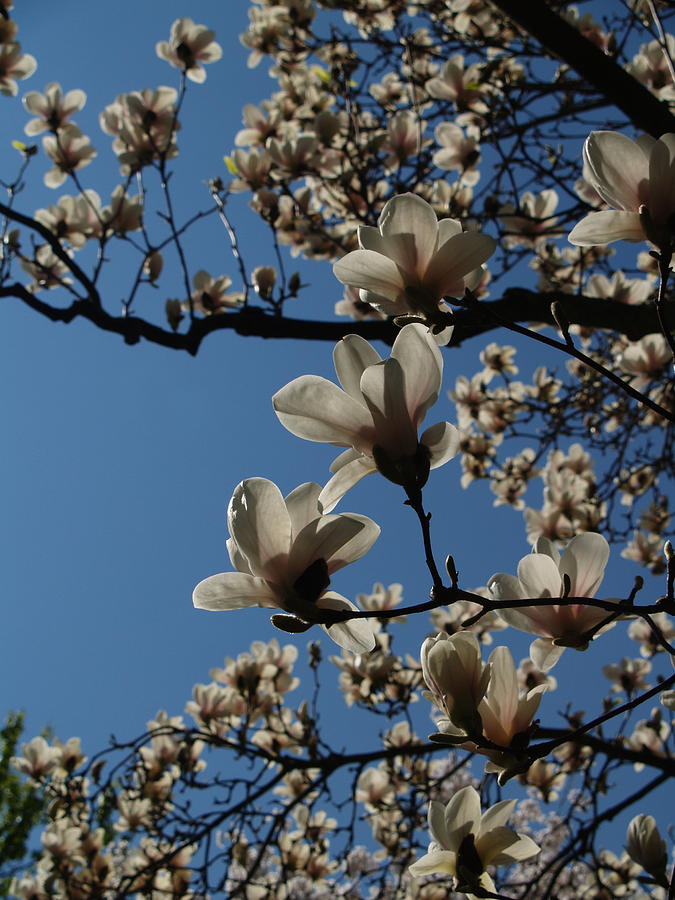 Magnolia Tree Photograph by Rita Haeussler - Fine Art America