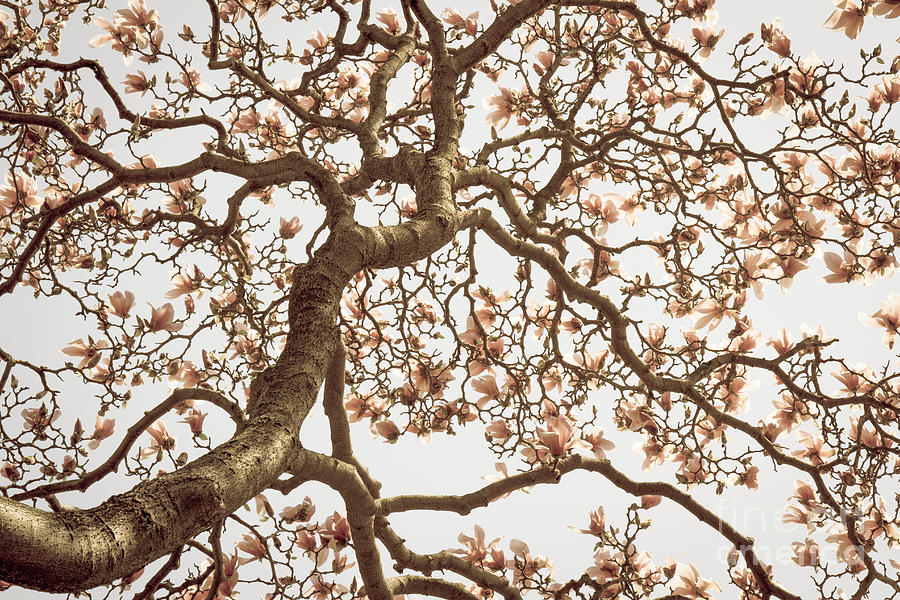 Magnolia Trees 1 Photograph by Chris Scroggins