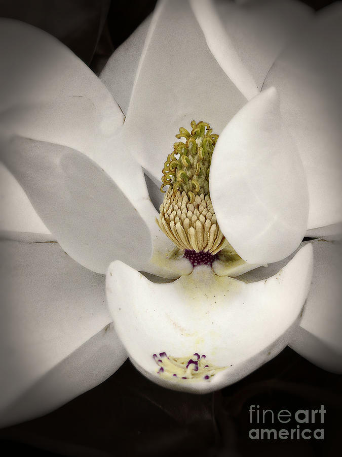 Magnolia Vintage Blossom  Photograph by Ella Kaye Dickey