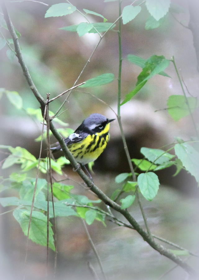 Nature Photograph - Magnolia Warbler - Bird by Travis Truelove