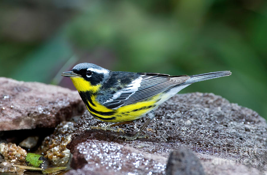 Warbler Photograph - Magnolia Warbler Dendroica Magnolia by Anthony Mercieca