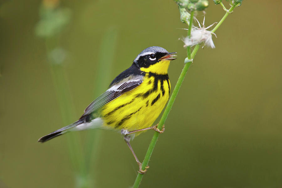 Bird Photograph - Magnolia Warbler (dendroica Magnolia by Larry Ditto
