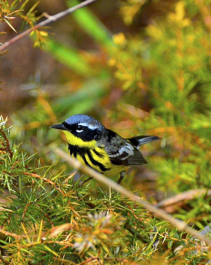 Nature Photograph - Magnolia Warbler in the Pines by JLambe Photography