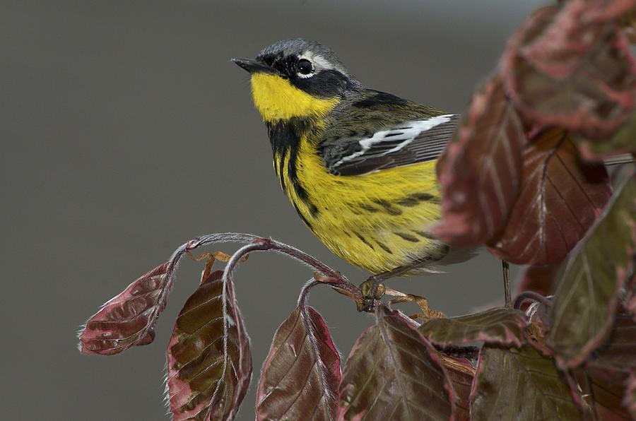 Warbler Photograph - Magnolia Warbler by JLambe Photography