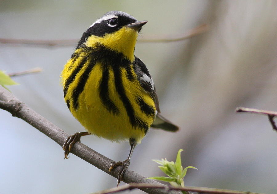 Magnolia Warbler Photograph by Joe Sweeney - Pixels