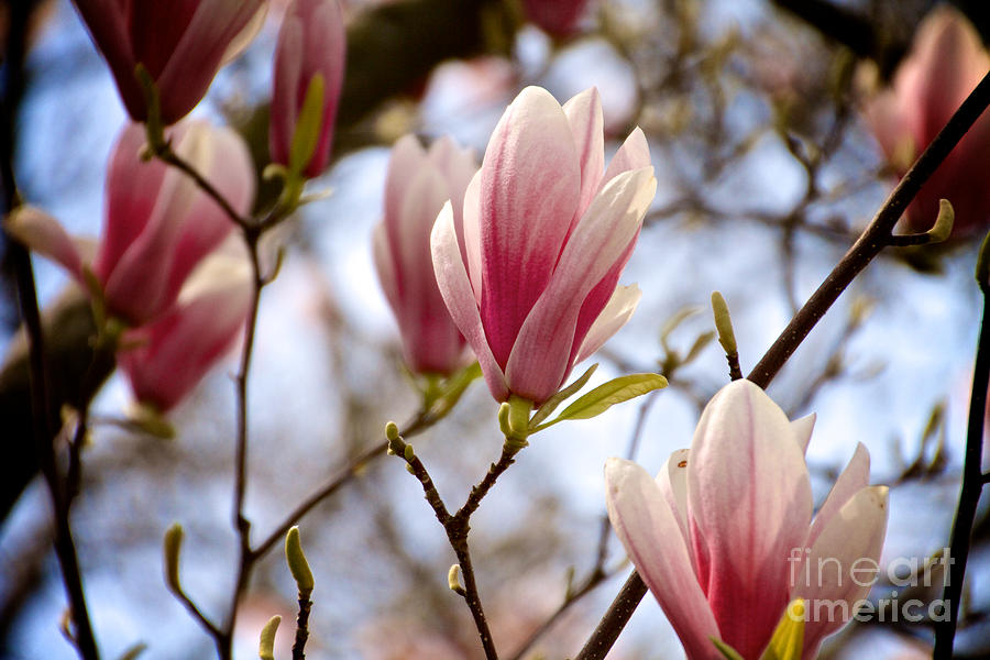 Magnolia Photograph by William Norton
