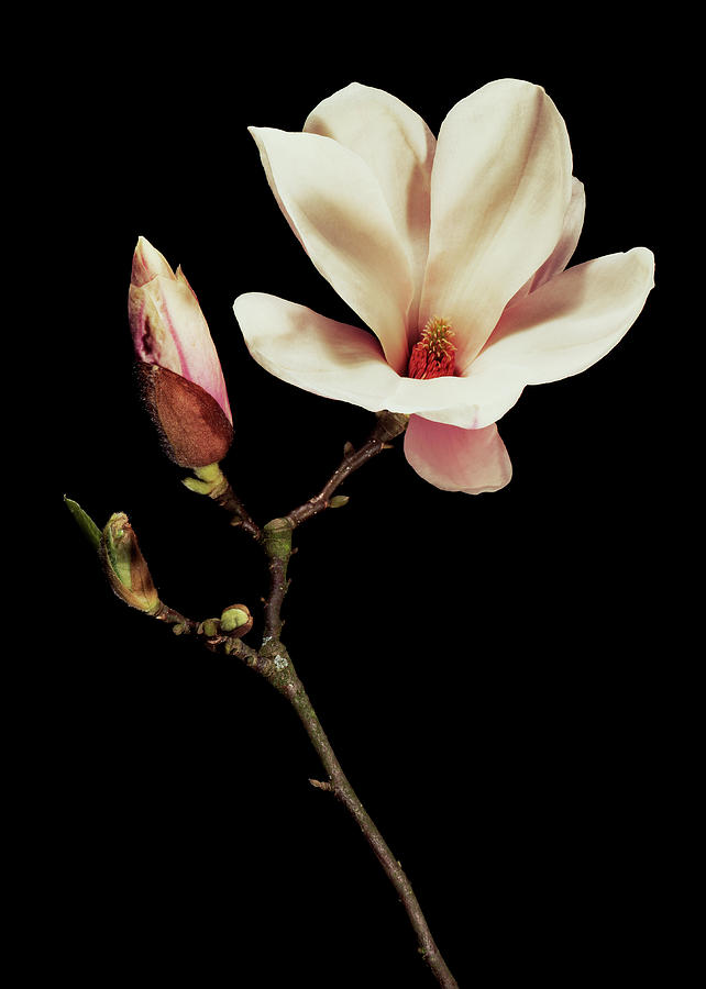 Flower Photograph - Magnolia X Soulangeana Flowers by Gilles Mermet