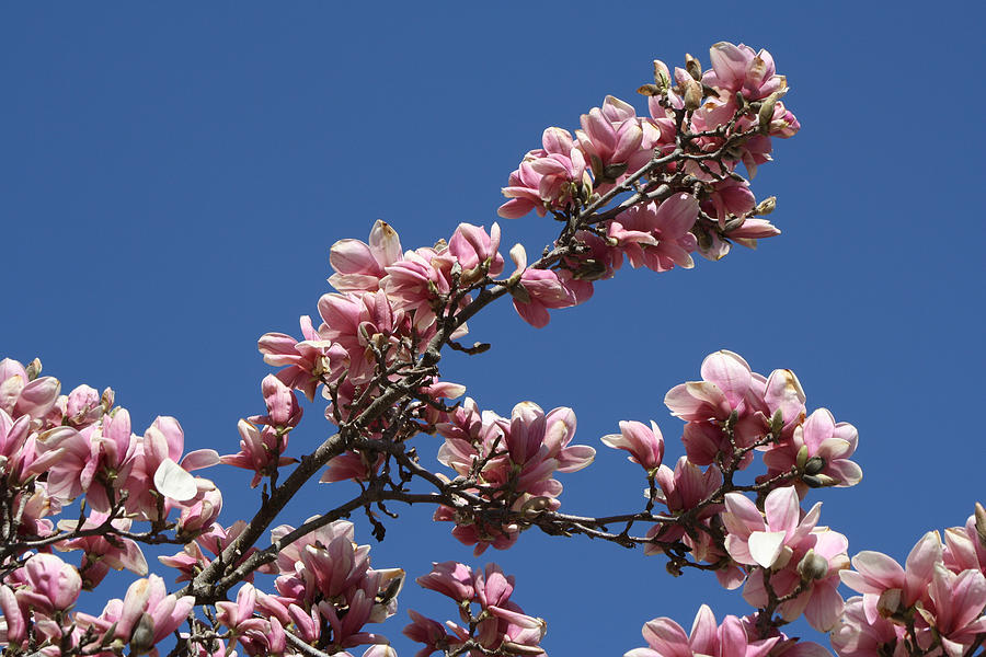 Flower Photograph - Magnolias Against a Blue Sky by Michele Wilson