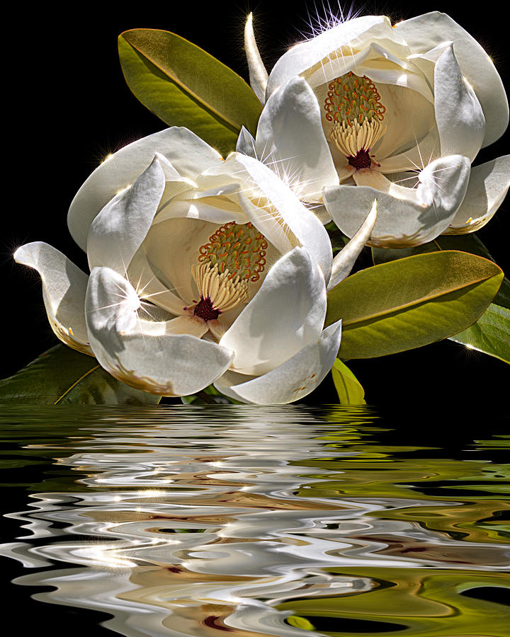 magnolias-and-water-photograph-by-carla-nash