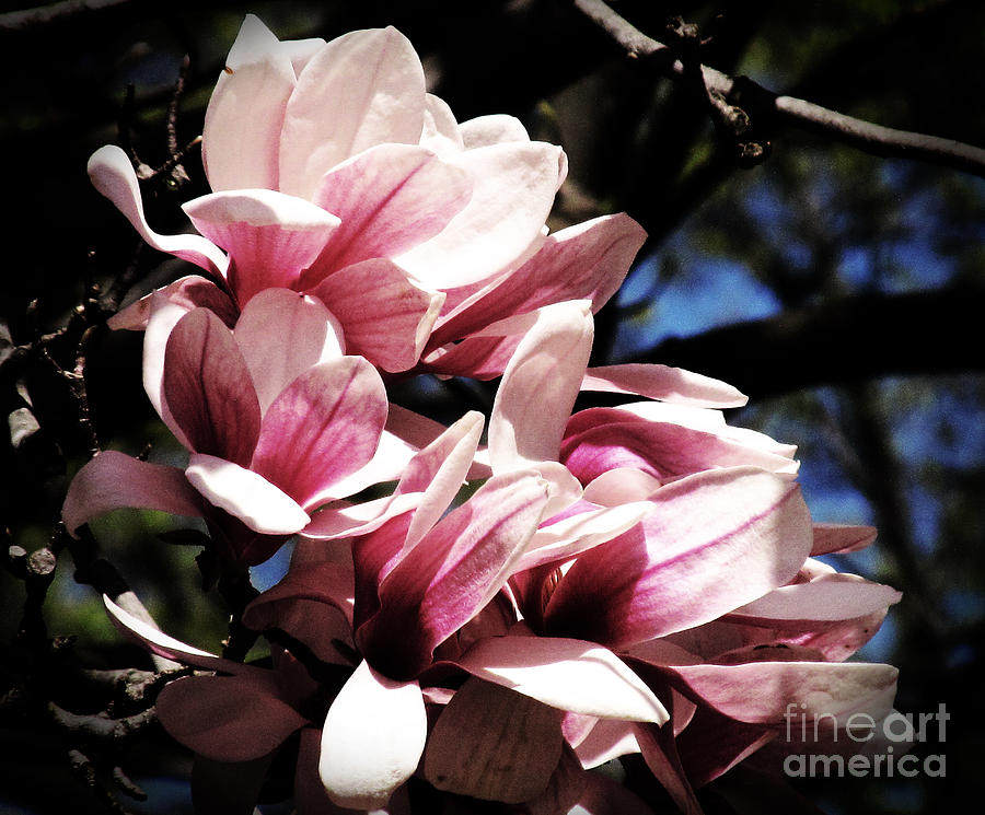 Magnolias At Dusk Photograph