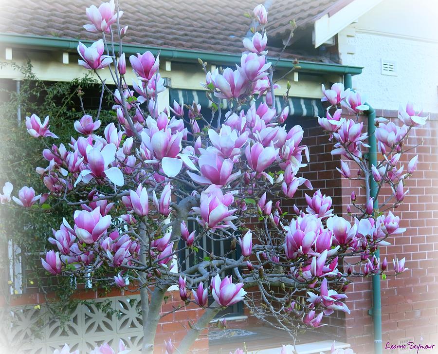 Magnolias At Home Photograph by Leanne Seymour