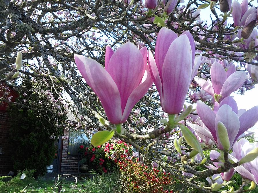 Magnolias Photograph by David Trotter