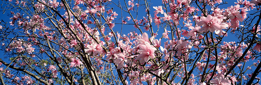 Magnolia Movie Photograph - Magnolias, Golden Gate Park, San by Panoramic Images