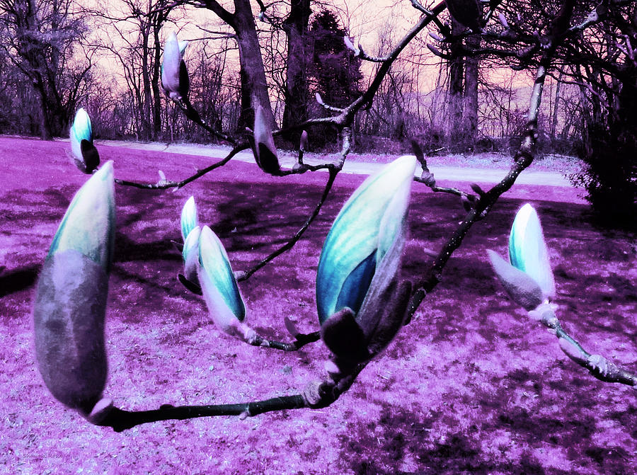 Magnolias in an Alien World Photograph by Shawna Rowe