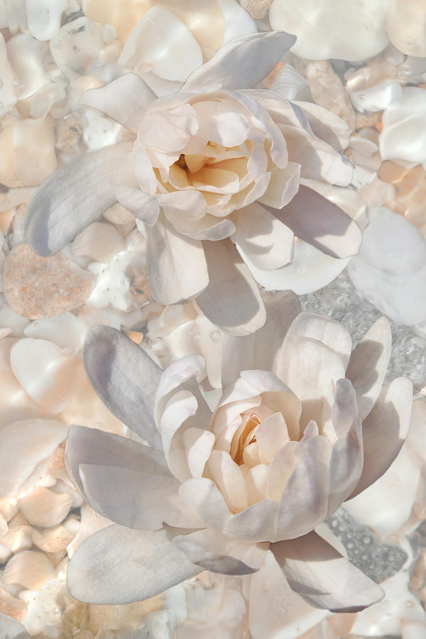 Magnolias in Light Photograph by Leda Robertson