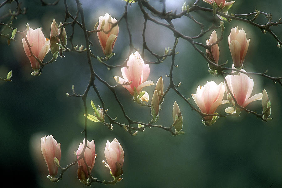 Magnolias in Stanley Park Photograph by David Nunuk