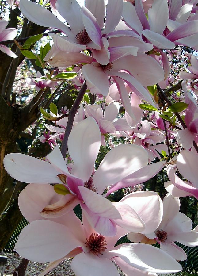 Magnolias in the Shade Photograph by Vickie G Buccini