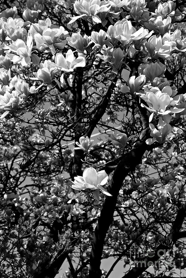Magnolias In White Photograph