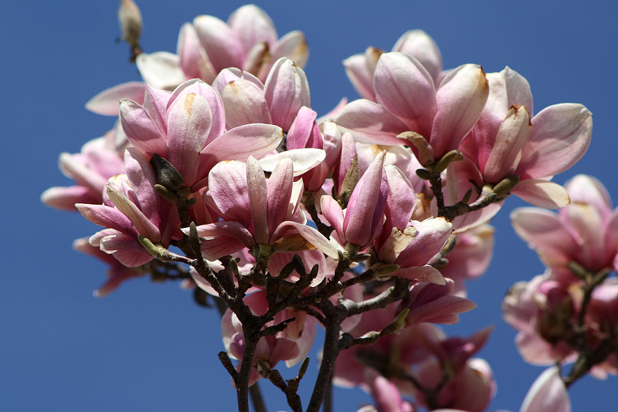 Magnolias Photograph by Michele Wilson