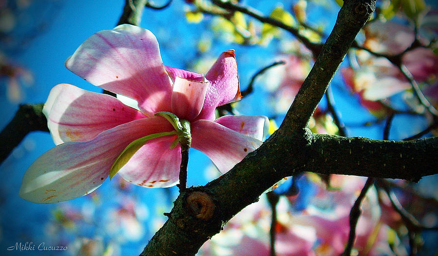 Magnolias Photograph by Mikki Cucuzzo