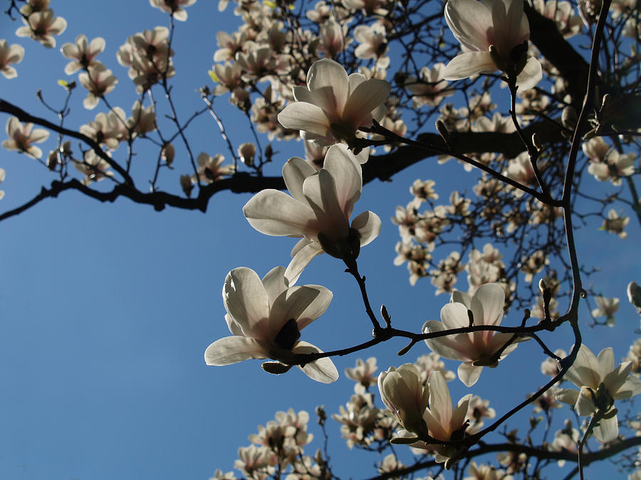 Magnolia Movie Photograph - Magnolias by Rita Haeussler