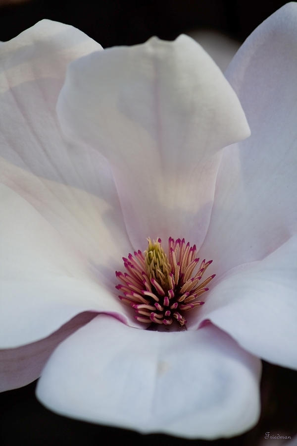 Magnolias Splendor Photograph by Michael Friedman