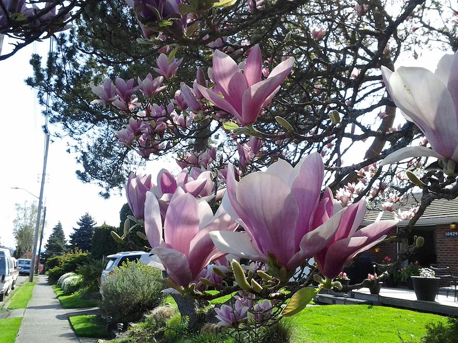 Magnolias Streetside Photograph
