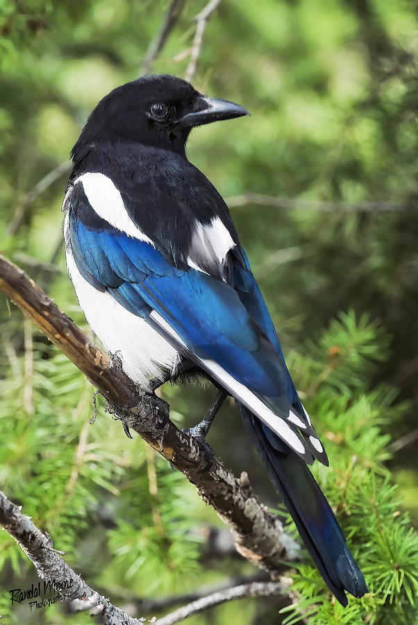 Magpie Photograph by A Hint of Color Photography - Fine Art America