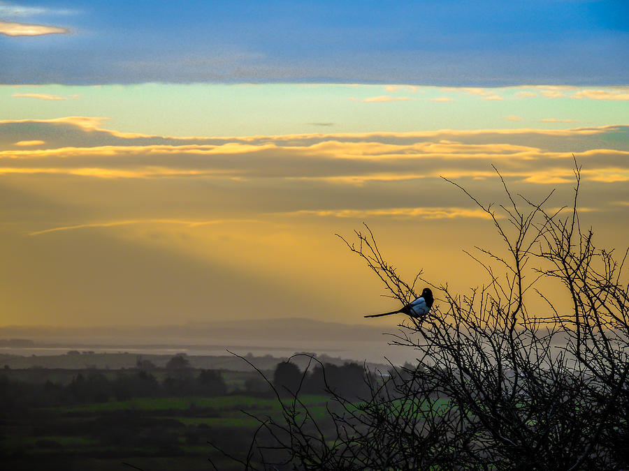 Magpie and Misty Morning over Irelands County Clare Photograph by James Truett