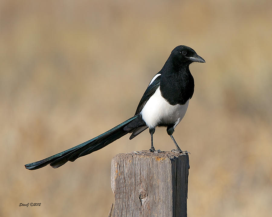 Magpie at Chatfield Photograph by Stephen Johnson