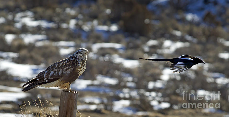 Magpie Flying By A Rough-Legged Hawk Photograph by J L Woody Wooden