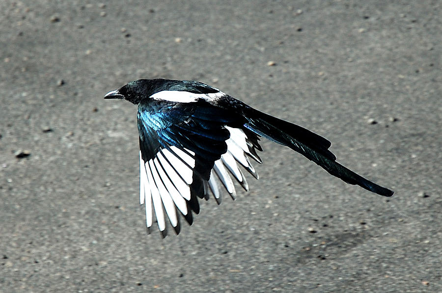 Magpie Flying Photograph by Lee Kirchhevel