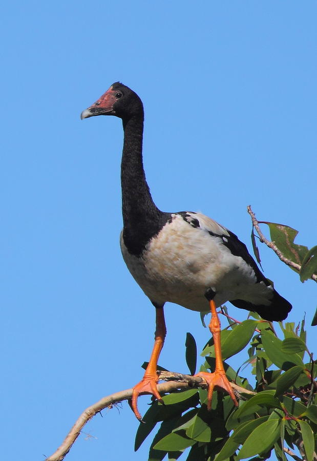 Magpie Goose Photograph by Bruce J Robinson