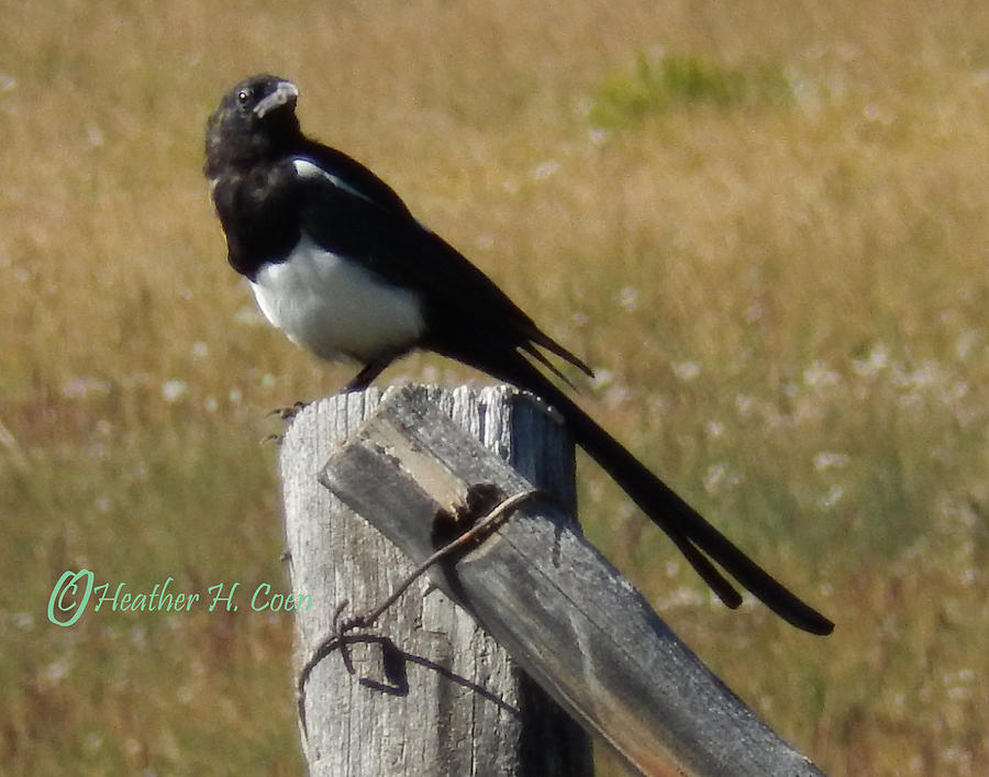 Magpie Photograph by Heather Coen